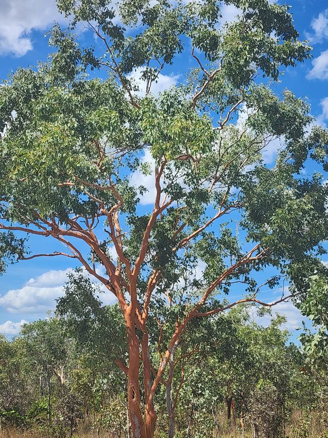Tag 6, 30. April, Katherine Gorge
