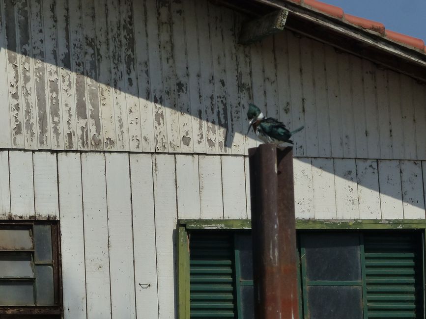 Brazil Pantanal River Cruise