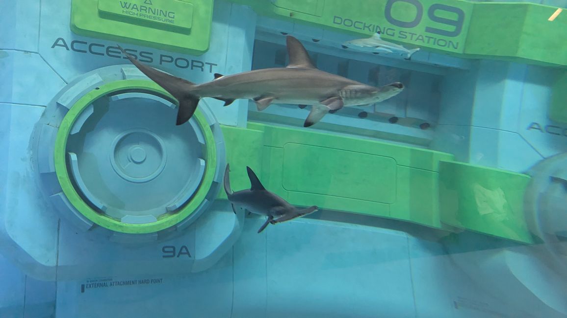 Étiquette 4 - (Abou Dabi) Sea World