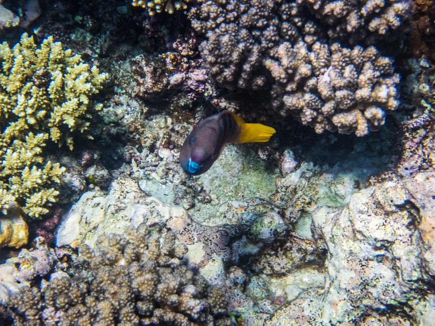Poisson perroquet à cou rouillé
