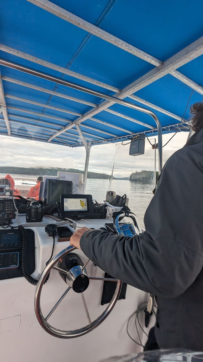 Etiqueta 12: Alder Bay - Observación de Ballenas en el Johnstone Strait