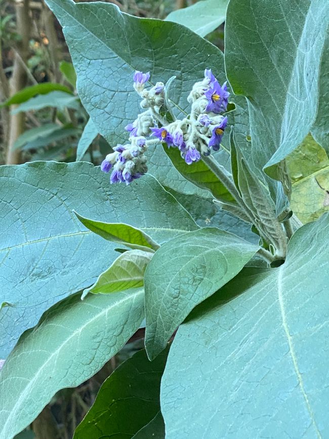 Irgendetwas mit Tabak - leider sehr giftig