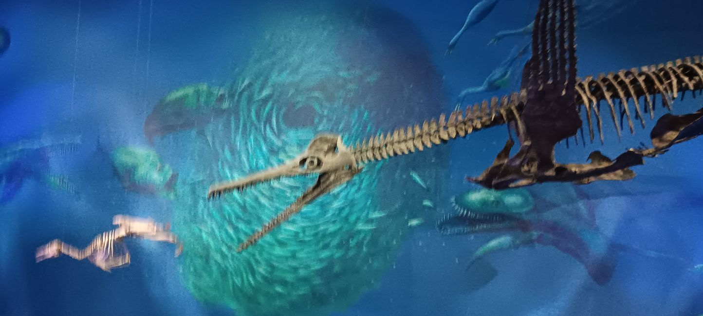 Museum of natural history I