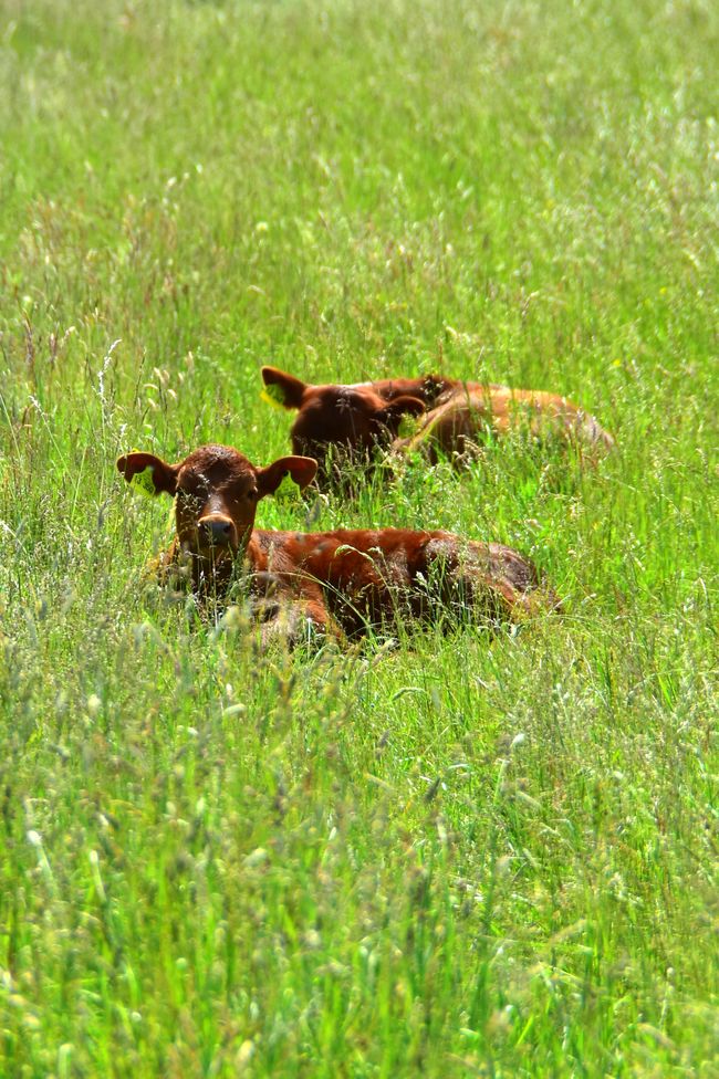 * * * S E C H T A S A F A R I - der Auerochsenweg
bei Bopfingen * * *