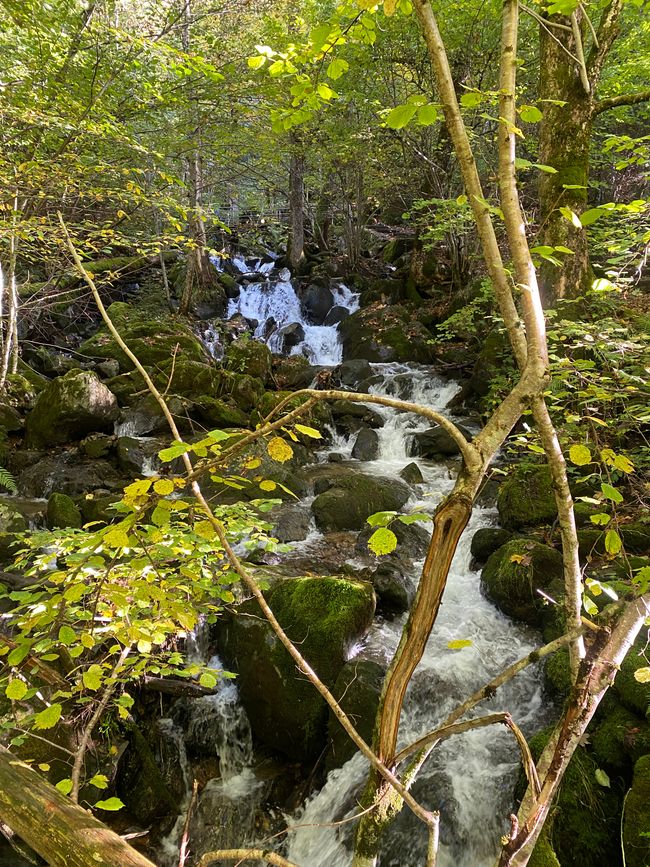 - immer wieder rauscht Wasser zu Tal