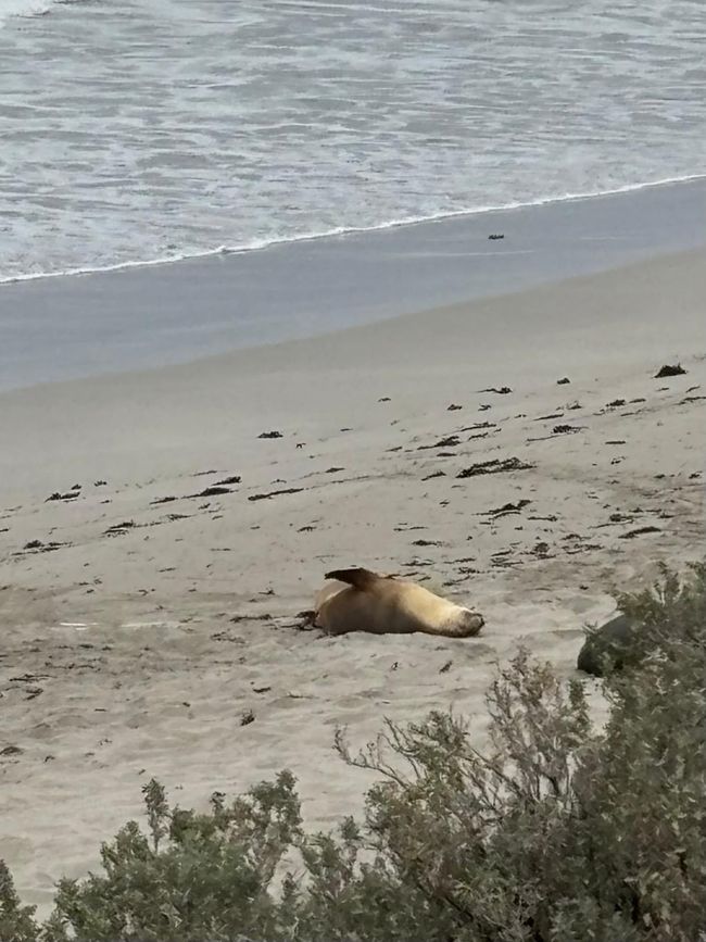 Kangaroo Island