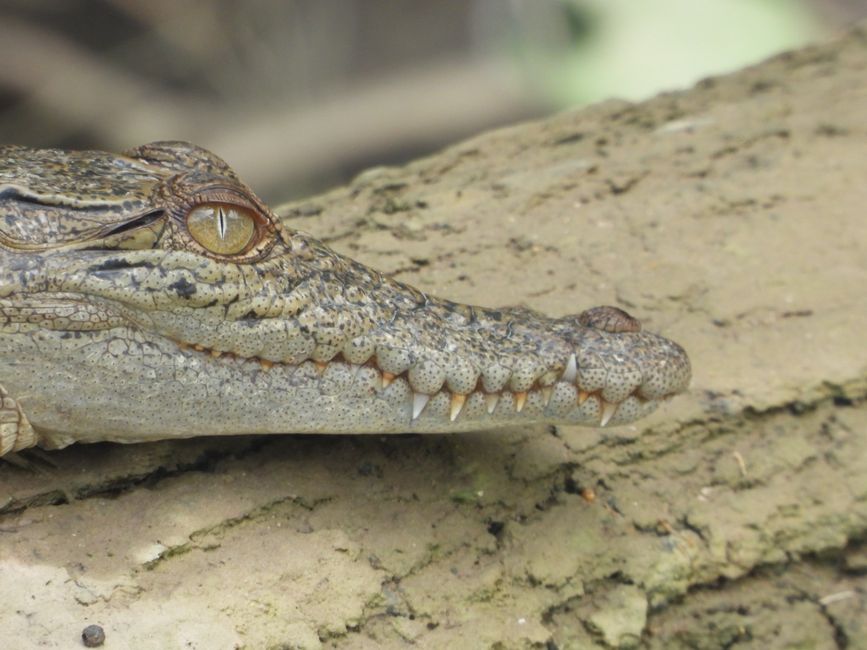 Tag 30, 24. Mai: Ultima crociera sul fiume Daintree