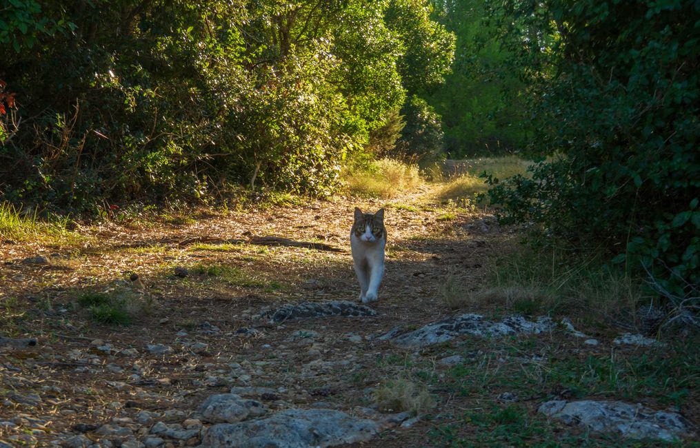 Cats of Croatia