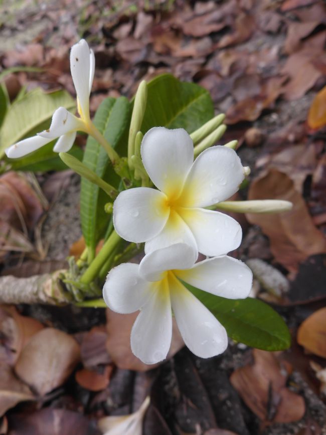 2025-04-23 Tahiti und Huahine