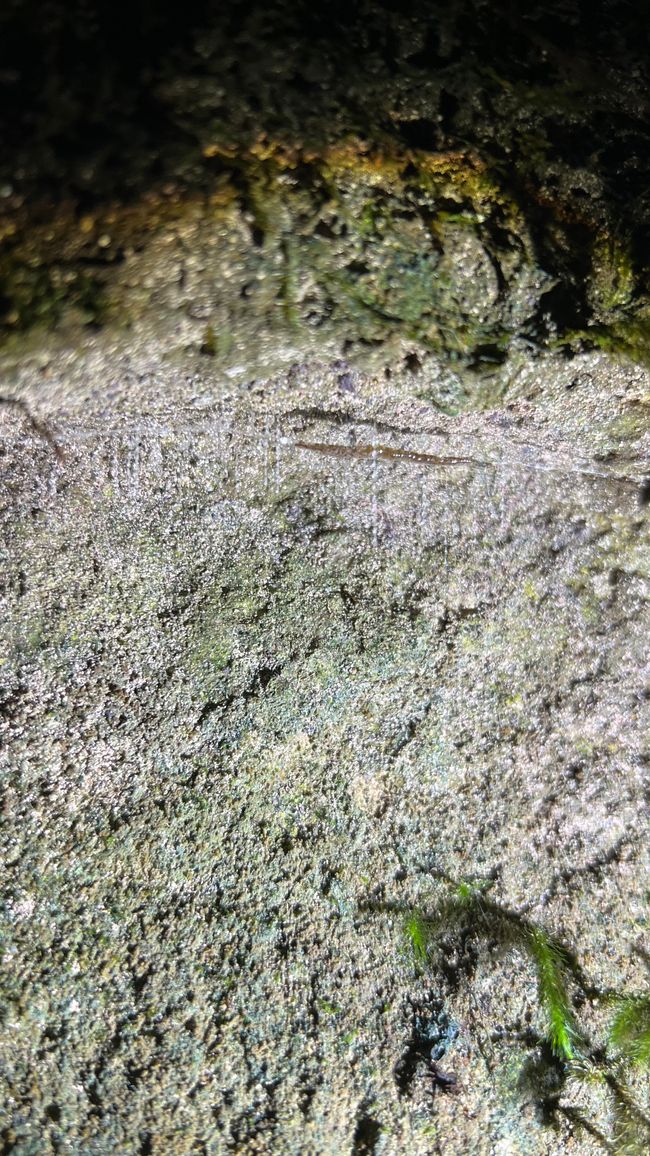 Ein Glowworm - sein Leuchten lockt seine Beute in die klebrigen Fäden