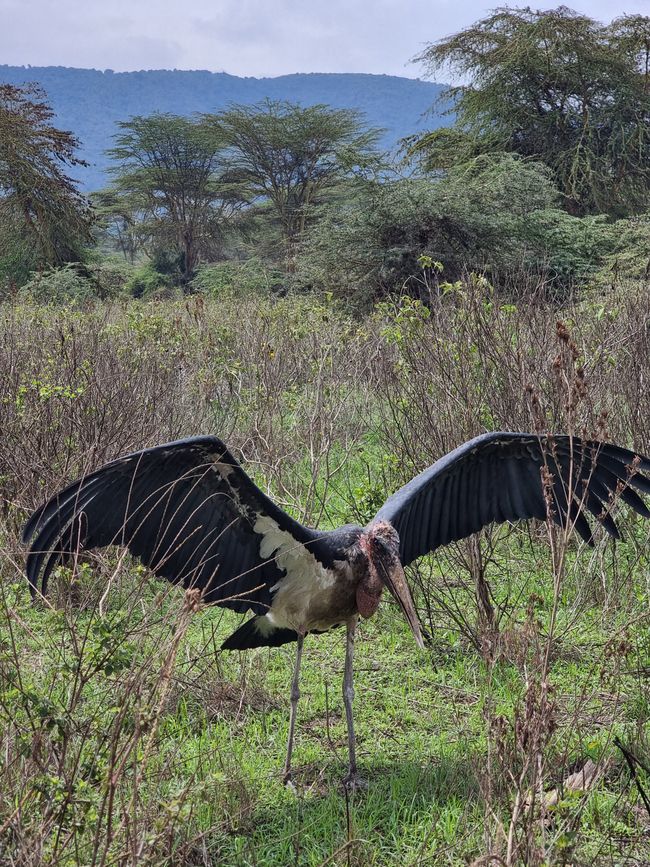Tansania - Tag 4: Ngorongoro Krater