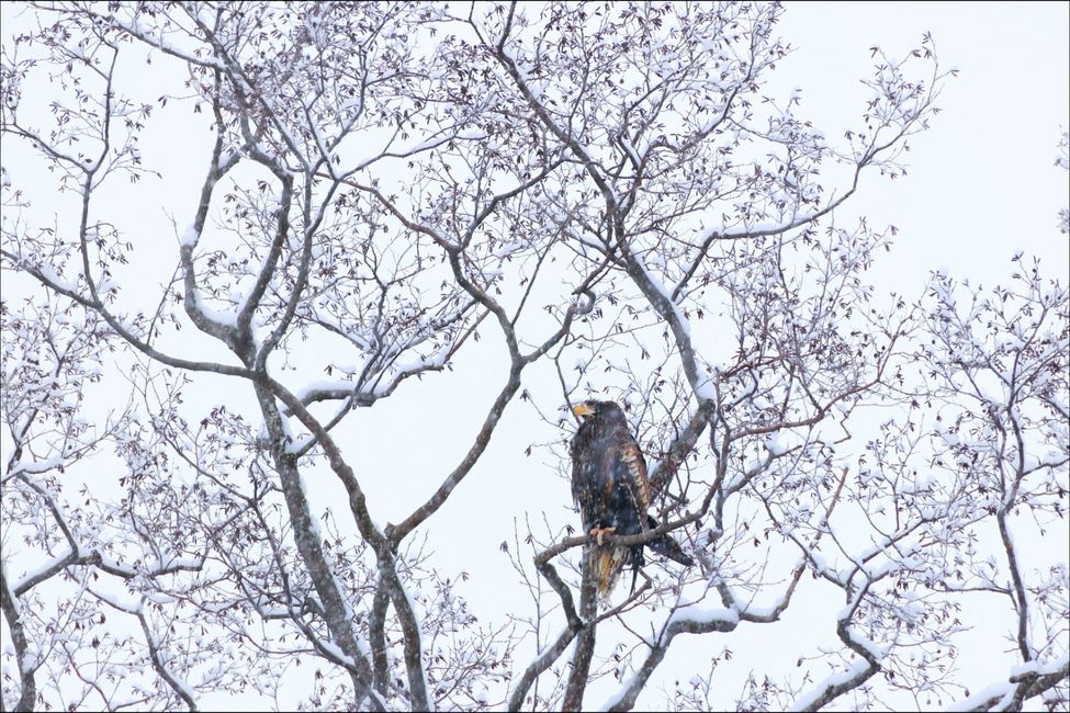 Der Weißschwanzseeadler