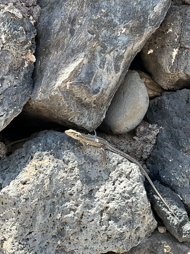 Lizzard