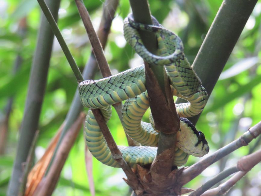 Sinharaja - l'ultima foresta pluviale dello Sri Lanka
