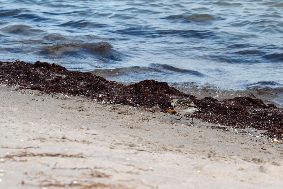 Última etapa: la dicha de la isla