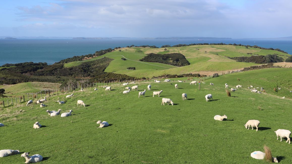 Shakespear Regional Park