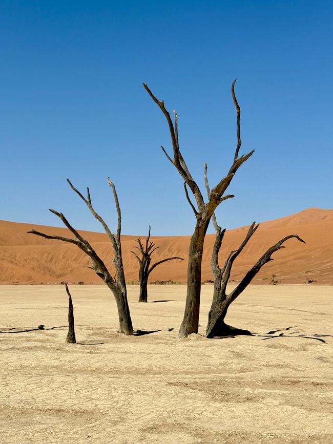 Namibia 2k25 🦓🏜️🐘