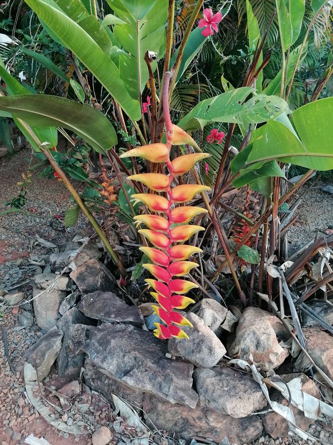 Brazil National Park Diamonds Part I