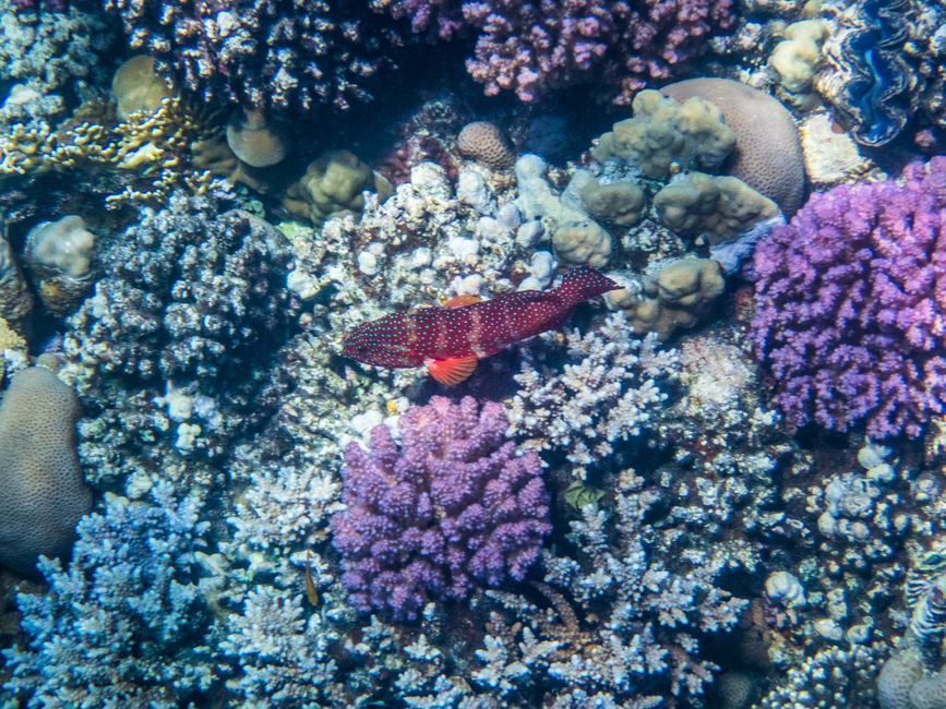 Poisson-perche bijou