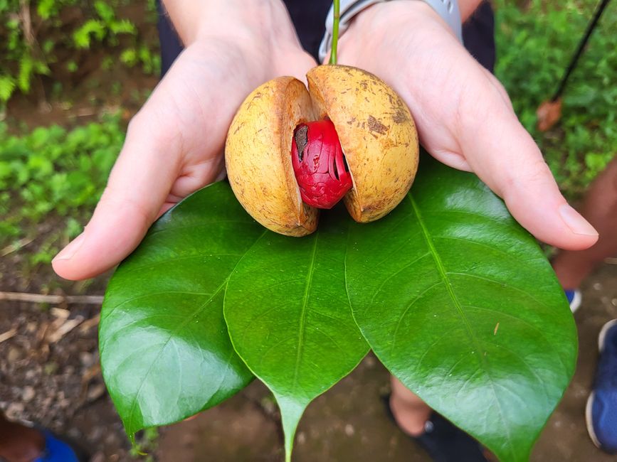 Nutmeg