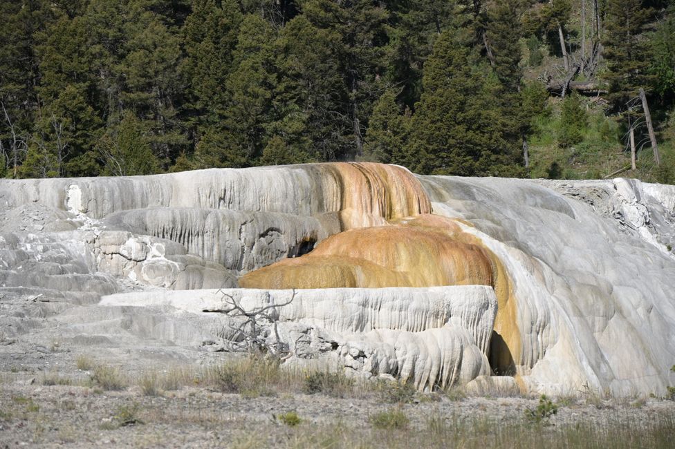 Mammoth Hot Springs - Sinterterrassen