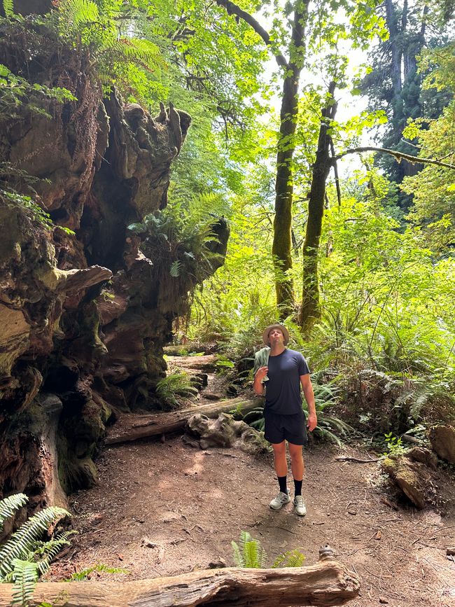 North Californian redwoods