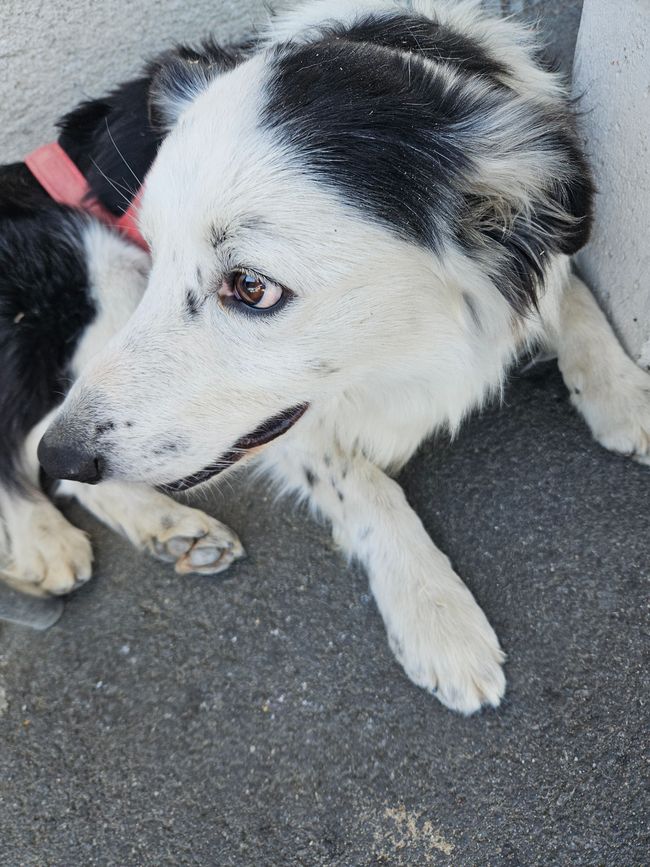 Pause café avec un chien à Mauges-sur-Loire