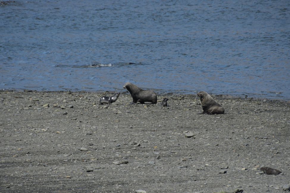 Seebären / Fur seals