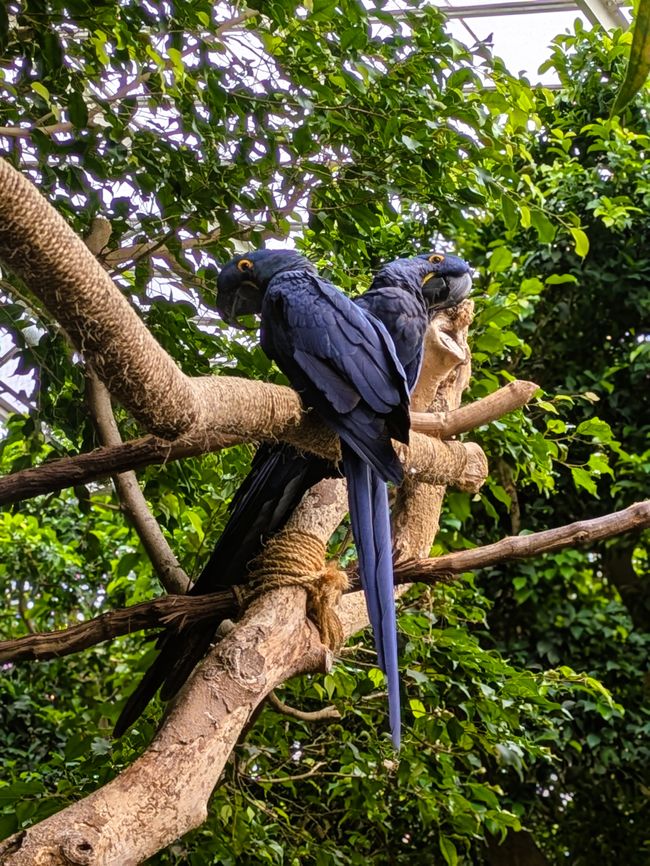 Pittsburgh National Aviary 