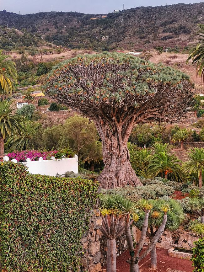 Dragon tree