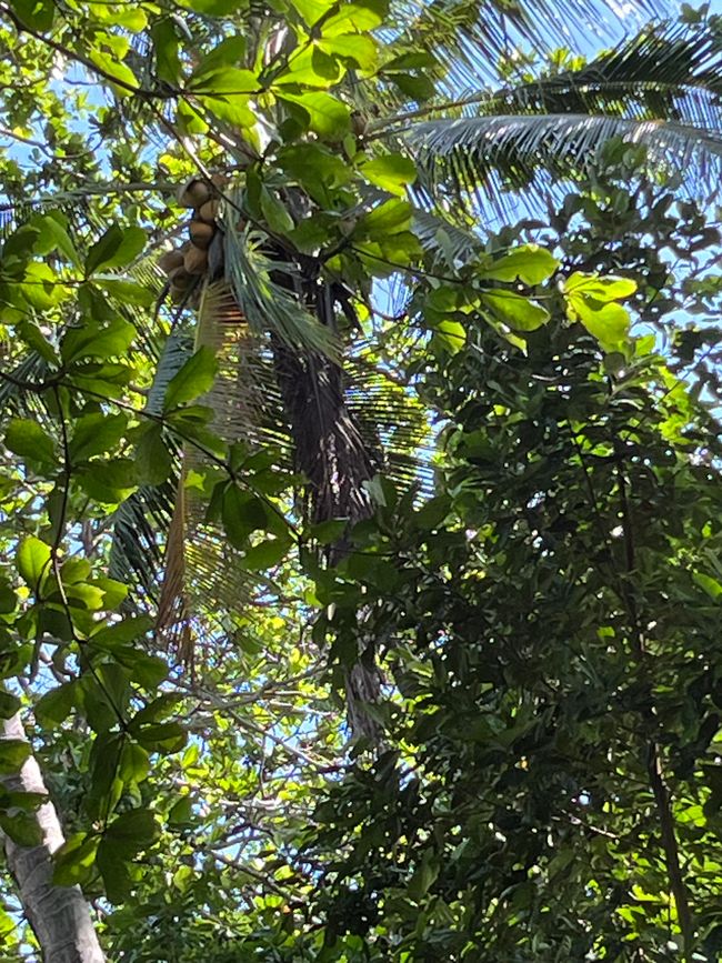 Noix de coco 🌴