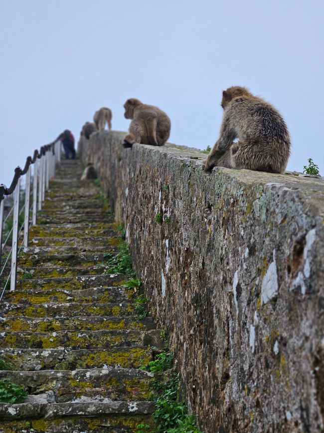 Muro di Carlo V con macachi berberi