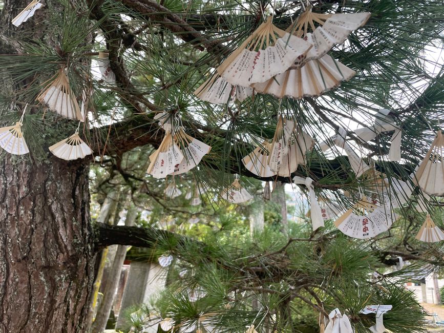 Tempelbaum am Eingang zur Landzunge