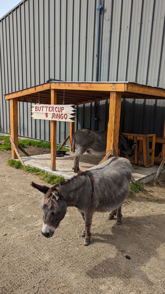 Day 21: Around Whitehorse: Husky Puppies, Emerald Lake & the smallest desert in the world