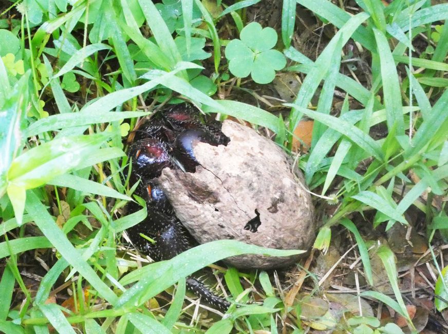 Jeune crabes de cocotier