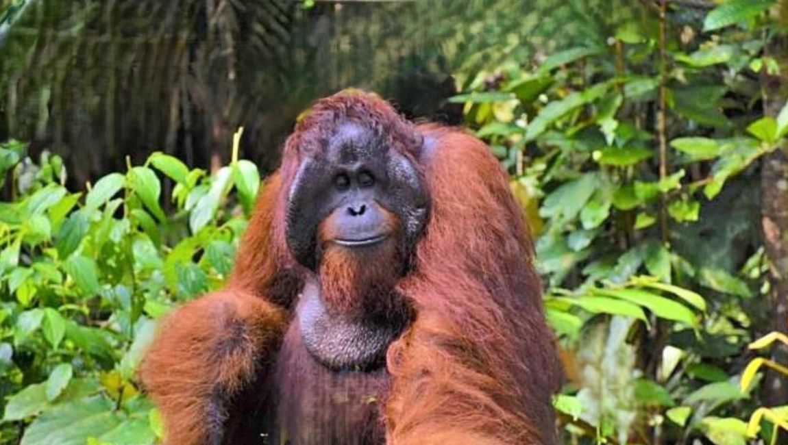 Orang Utan im Semenggoh Wildlife Center