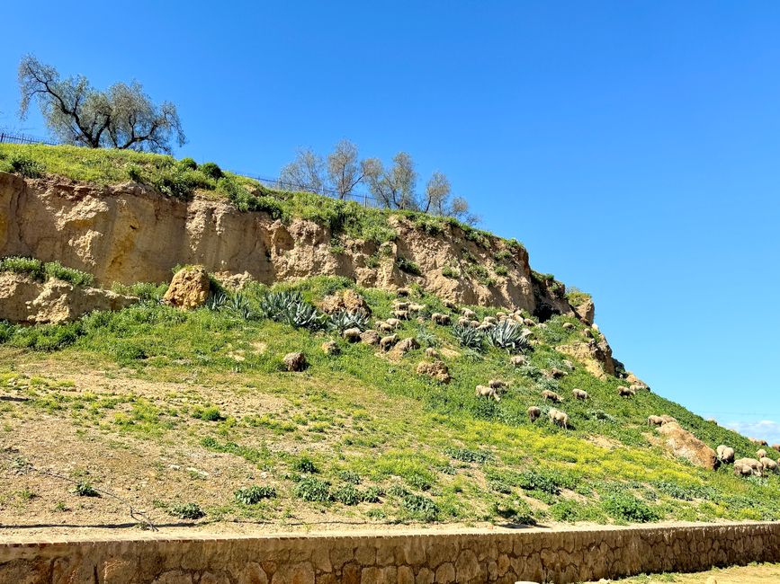 Neben dem Puerta de Cordoba grasen Schafe und Ziegen.