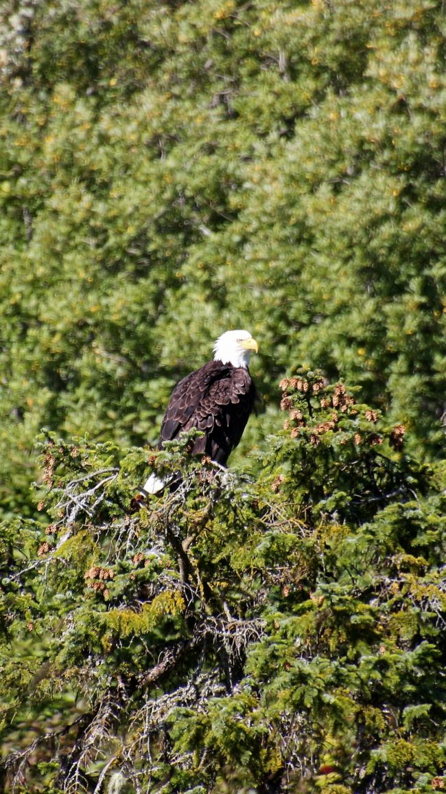 Day 26: Chilkoot River - a big bear show & photoshoot with 'Lulu'