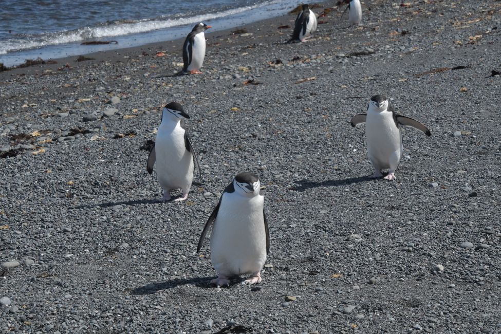 Zügelpinguine / Chinstrap penguins