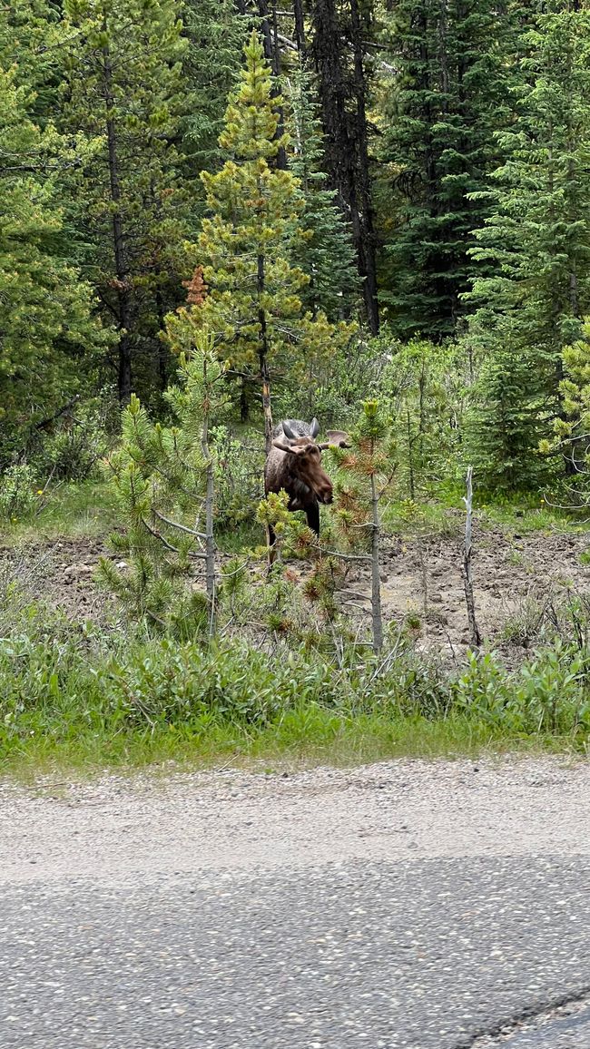 Elk in Jasper
