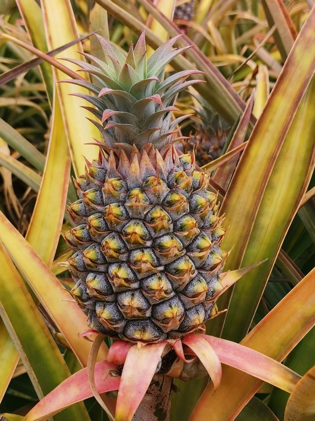 Hawaii - Waikiki Beach
