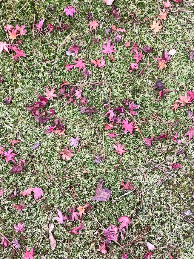 19. Capítulo: Despedida de Nara