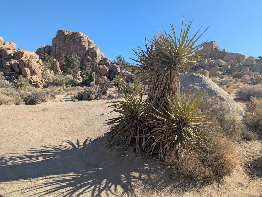 Joshua Tree