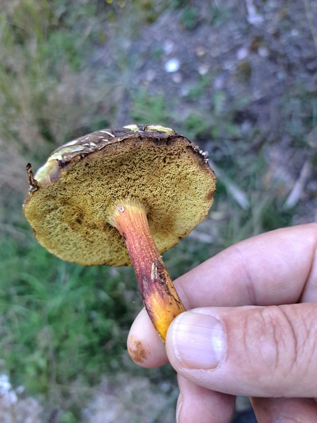 Echter Rotfußröhrling