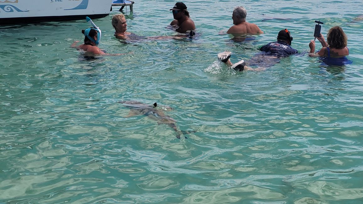 Esnórquel con raya y tiburones en el agua turquesa frente a Bora Bora.