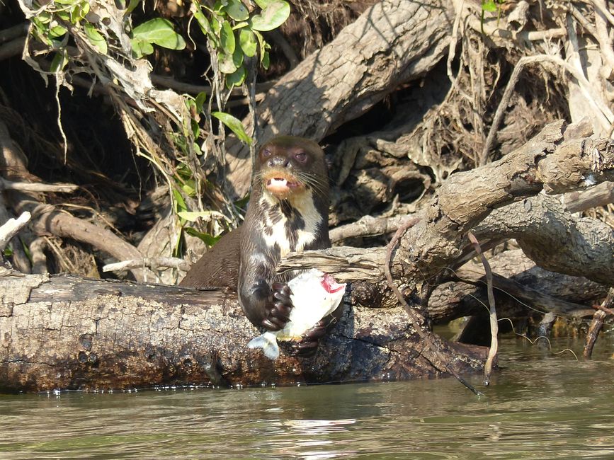 Brasil Pantanal crucero fluvial