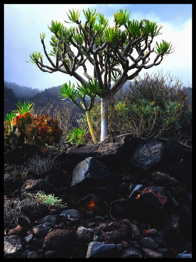 Teneriffa, El Hiero und La Gomera 🇮🇨