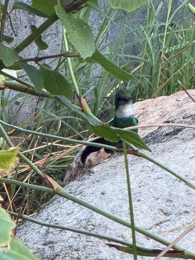 Die Kolibri Dusche