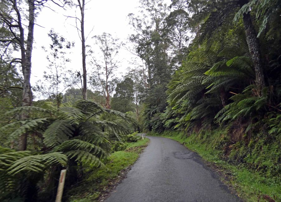 Tarra-Bulga-Nationalpark
