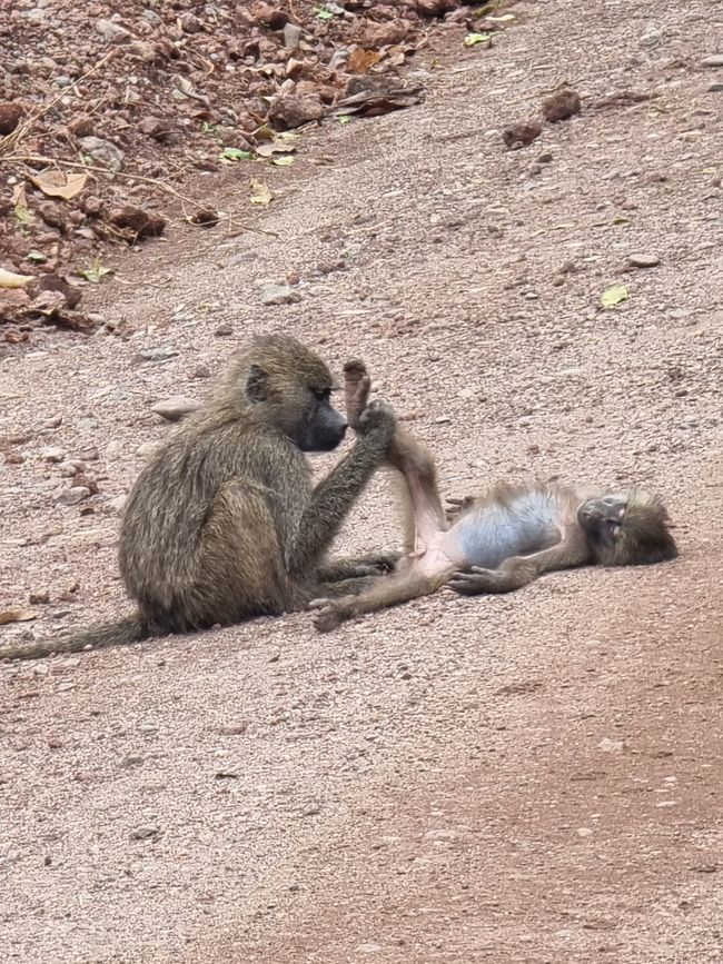 Tansania - Tag 3: Manyara Nationalpark
